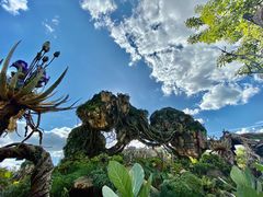 -奥兰多迪士尼动物王国乐园