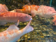 -海鲜e族(马王堆店)