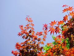 -成都杜甫草堂博物馆