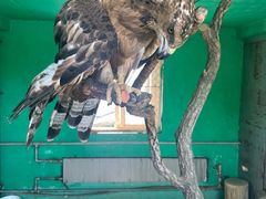 -西霞口神雕山野生动物世界