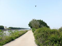 -大湾区中央湿地公园