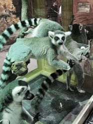 -Zoolung Zoolung动物主题公园(海信广场店)