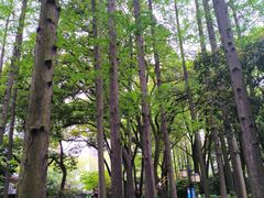 -上海醉白池公园