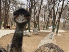 -北京野生动物园