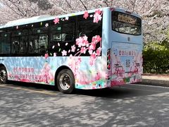 -高东镇樱花园
