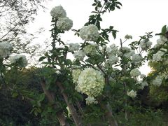 -上海滨江森林公园