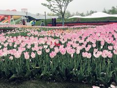 -荷兰花海