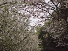 -武汉大学-樱园