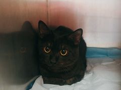 -瑞派福兴宠物医院犬猫全科·骨科·中西医结合(河东店)