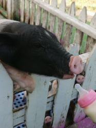 -萌宠亲子动物乐园(槐房万达店)