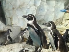 -帝企鹅自助餐厅•儿童岛•真企鹅(长隆企鹅酒店)