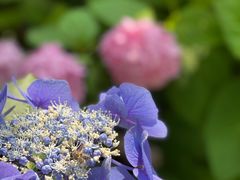 -上海滨江森林公园