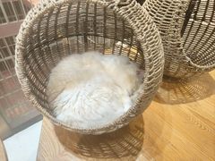 -藏猫猫咖啡主题馆(中央大道店)