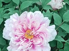 -洛阳市隋唐城遗址植物园