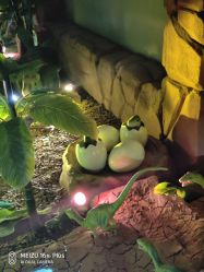 -恐龙探索乐园(磁器口店)