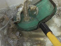 -金秋小吃海鲜·专注30年临海特色风味
