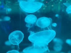 -石家庄海洋公园