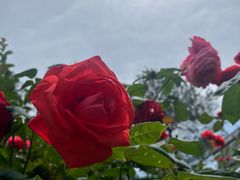 -铁山坪森林公园