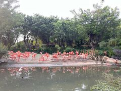 -广州长隆飞鸟乐园