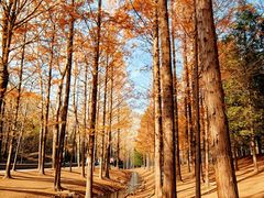 -白水寺森林公园
