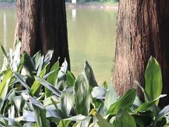 -大湾区中央湿地公园