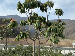 -大九湖