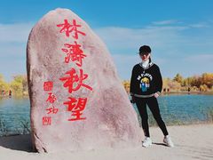 -金塔沙漠胡杨林景区