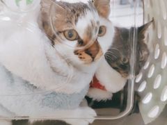 -宠颐生嘉德动物医院