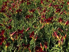 -汉长安城未央宫国家考古遗址公园