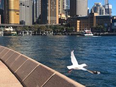 -悉尼海港大桥