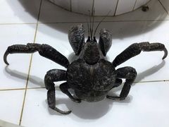 -海盗餐厅