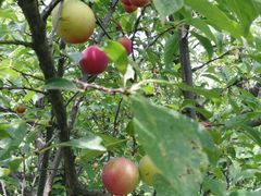 android_upload_pic-古韵山庄