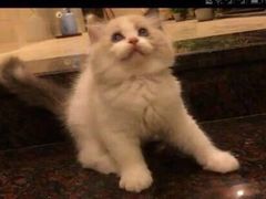 -东方名猫馆·英短金渐层布偶猫舍(环线广场1号楼店)