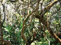 -中国科学院西双版纳热带植物园