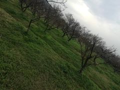 -林屋梅海青梅保护基地