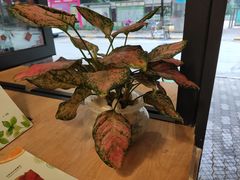 -大葱柠檬茶scallionlemontea(中山八路富力店)