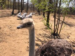 -大连森林动物园