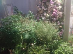 -FEI FEI FLOWER鲜花店·气球派对·宝宝宴布置(虹口德必运动Loft店)