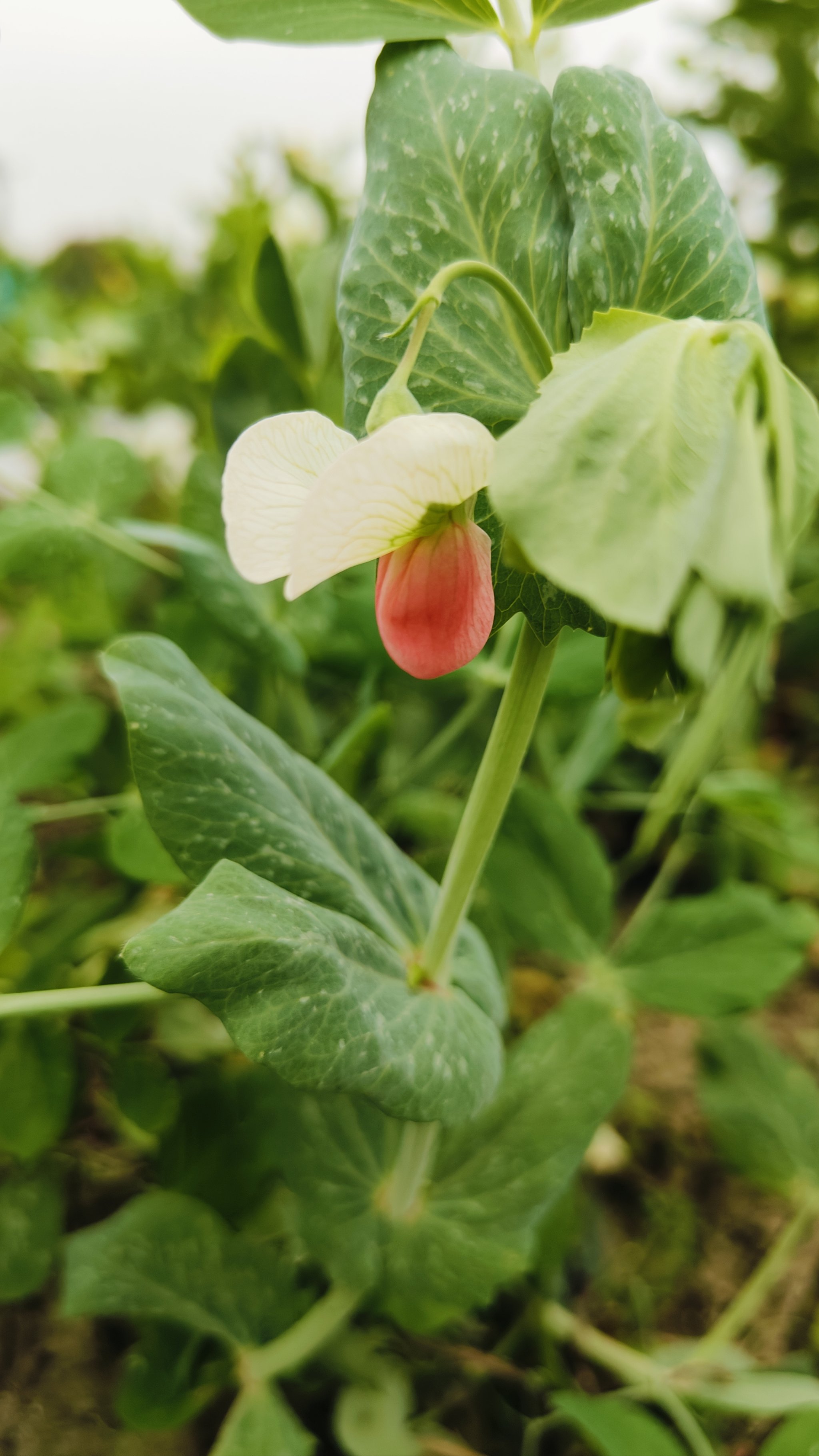 白菜花结构示意图图片