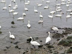 -烟墩角天鹅湖