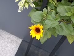 -gaga(深圳福田星河COCO Park店)