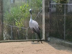 -盐城丹顶鹤湿地生态旅游区