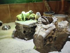 -萌宠奇缘(荣鼎店)