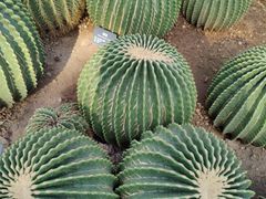 -北京植物园-展览温室
