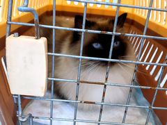 -爱洗澡的猫(望京店)
