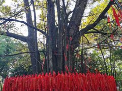 -西湖风景区十里琅珰-五云山