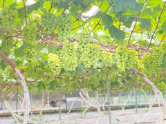 -成都美盈都市现代农业示范园