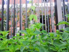 -吉而慧幼儿园-原红黄蓝幼儿园(世华水岸园)