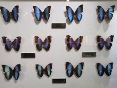 -上海昆虫博物馆