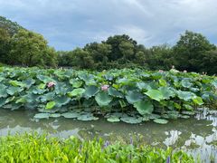 -西溪国家湿地公园